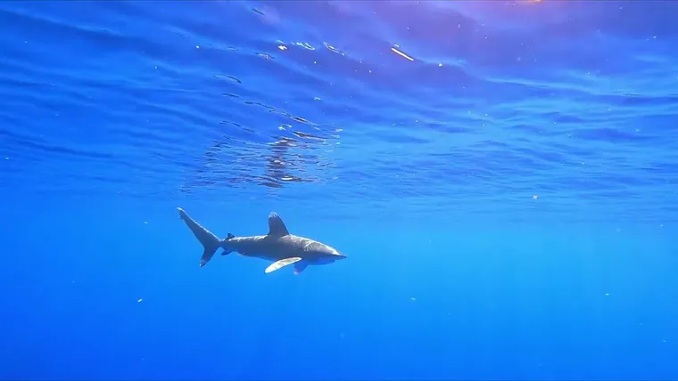 Highlight shots at 120fps of various marine life in the Bahamas while visiting for a fishing…